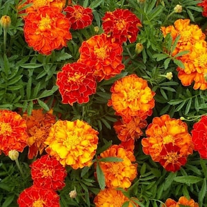 Brocade Marigold, Tagetes patula, Low Growing Plant, Repels Rabbits out of Garden, 10 seeds