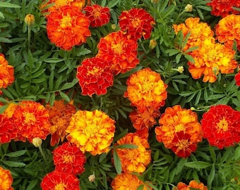 Brocade Marigold, Tagetes patula, Low Growing Plant, Repels Rabbits out of Garden, 10 seeds