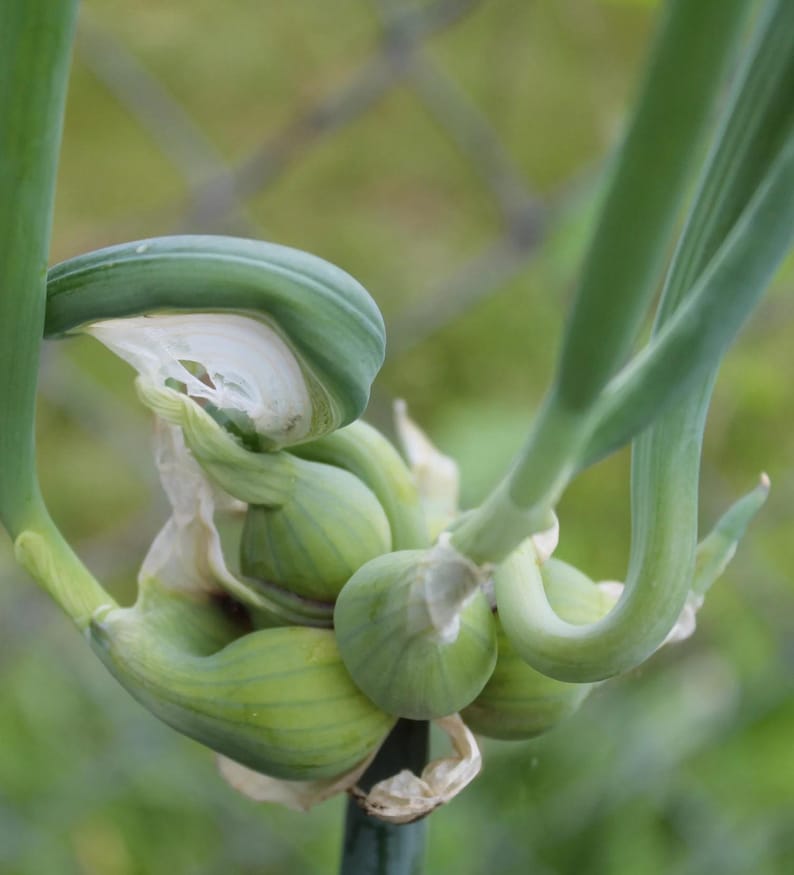 Egyptian Walking Onion Bulbils and Mature Bulbs