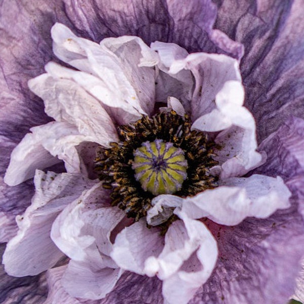 Amazing Gray Poppy, Large Cut Flowers, Papaver Rhoeas, Attract Butterflies to Your Garden, 20 Seeds