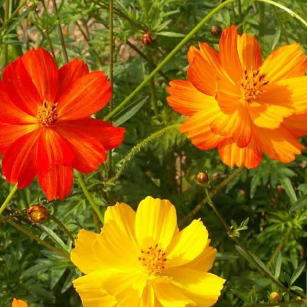 Cosmos Bright Lights, Gold, Orange, and Yellow Flowers, Attracts Butterflies, Easy to Grow, 10 Seeds