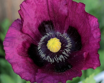 Puede incluir: Primer plano de una flor de amapola de color púrpura vibrante con un centro amarillo. La flor tiene un centro púrpura oscuro con un anillo de filamentos blancos alrededor del centro amarillo.