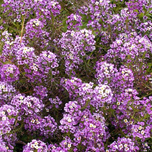 Sweet Alyssum, Dwarf Royal Carpet, Lobularia maritima, 25 Seeds