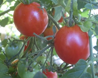 Large Red Cherry Tomato Seeds – Sweet Heirloom – Easy to Grow – Garden Favorite - 25 Seeds