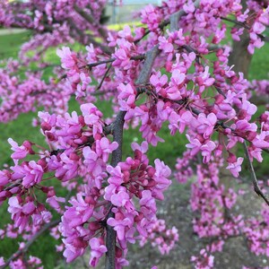 Redbud Tree Seeds – Beautiful Spring Blooms, 5 Seeds