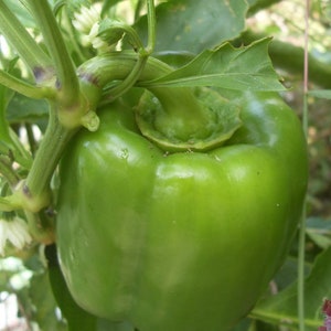 Sweet California Wonder Pepper, Container Plant, 10 seeds