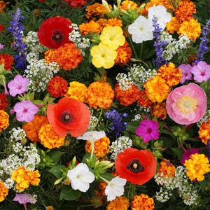 May include: A vibrant mix of flowers in shades of red, orange, yellow, pink, and white. The flowers are arranged in a bouquet, with a variety of different types of flowers, including poppies, marigolds, and petunias.