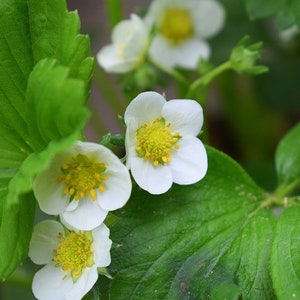 Yellow Wonder Wild Strawberry, Sweet, Pineapple Flavor, Fragrant, Full of Flavor, 20 Seeds