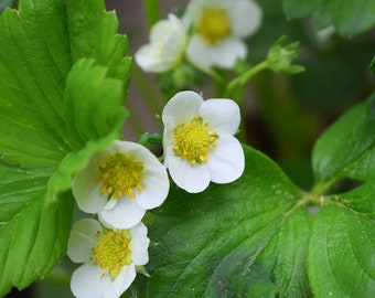 Yellow Wonder Wild Strawberry, Sweet, Pineapple Flavor, Fragrant, Full of Flavor, 20 Seeds