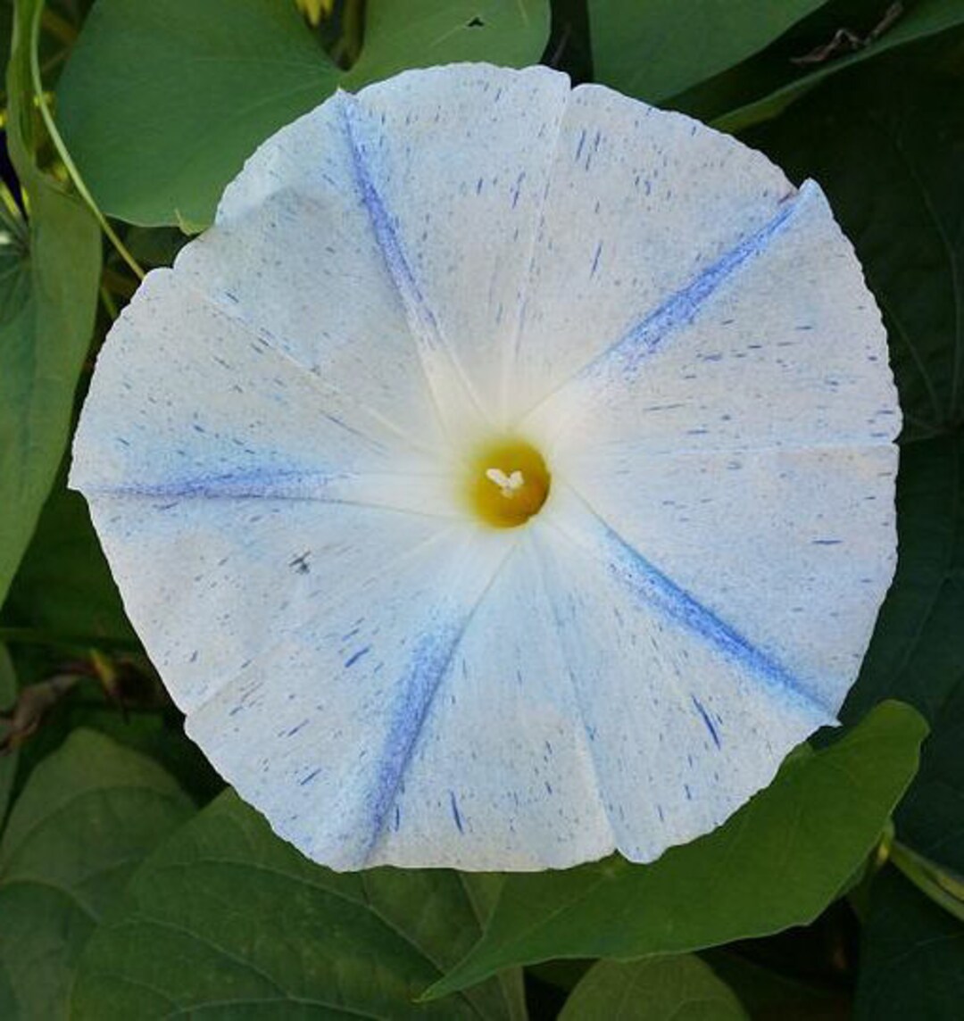 Flying Saucer Morning Glory Blue and White Flowers Attracts Etsy