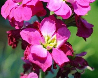 Ten Week Stocks Heirloom Seeds, Matthiola incana, Clove Fragrance, Cut Flower, 20 Seeds