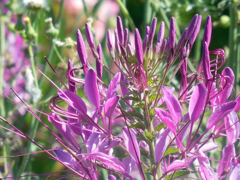 Purple Cleome, Spider Plant, Cleome hassleriana