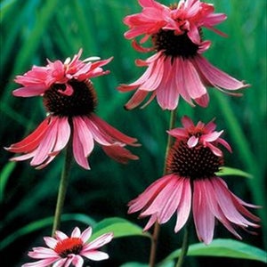 Double Decker, Echinacea purpurea, Coneflower, Double Top Pink Ruffled Flower, 5 Seeds