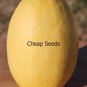 Vegetable Spaghetti Squash, Cucurbita pepo, Roast, Cook, Nutritious, 5 Seeds