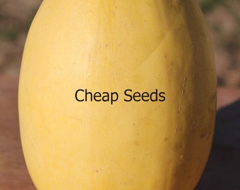 Vegetable Spaghetti Squash, Cucurbita pepo, Roast, Cook, Nutritious, 5 Seeds