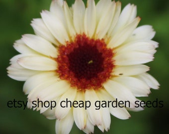 Snow Princess Calendula, Calendula officinalis, White Flowers, Cut Flowers, Edible Flowers, 10 Seeds