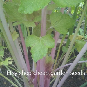 May include: Close-up of a celery plant with pink stalks and green leaves. The plant is growing in a garden bed with dark soil. The text "Etsy shop cheap garden seeds" is visible at the bottom of the image.