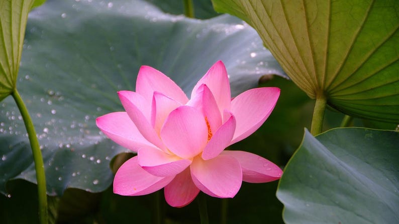 cheapseedsllc Lotus Flower Seeds - Thumbnail 3