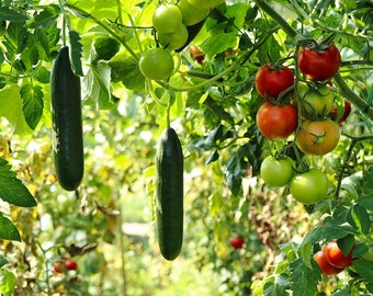 Straight Eights Cucumber Heirloom Seeds - non GMO, Slicing, Canning, Easy to Grow, 20 Seeds