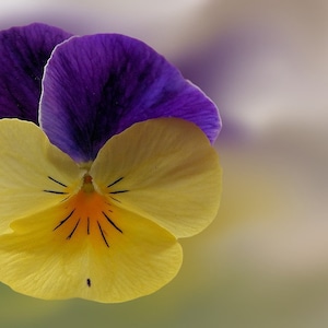 Sweeties Viola, Cool Container Plant, Purple and Yellow Flowers, 10 Seeds