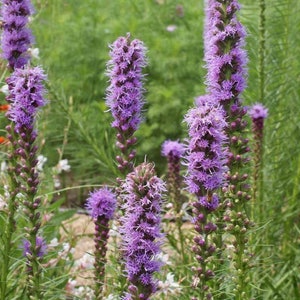 Blazing Star, Gayfeather, Liatris spicata, Purple Flowers, Attracts Butterflies, Cut Flowers, Garden Border, 20 Seeds