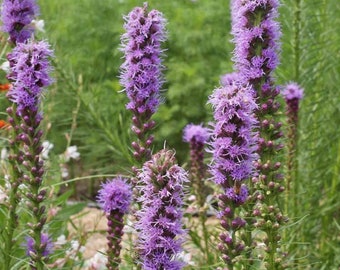 Liatris Spicata Seeds: Purple Blazing Star, Attracts Butterflies (20 Seeds)