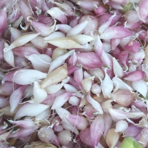 Music Garlic Seeds, Naturally Grown, Grown Your Own Garlic Cloves