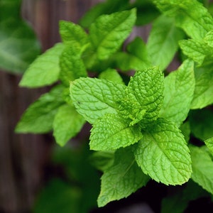 Heirloom Mint Seeds: Fragrant Herbal Tea & Summer Drinks
