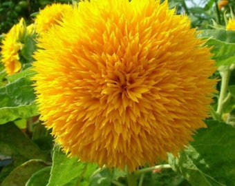 Teddy Bear Sunflower, Garden Flowers, Sungold Dwarf Sun Flower Seed, Cut Flower, 5 Seeds