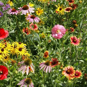 Kentucky Wildflower Seeds - Etsy