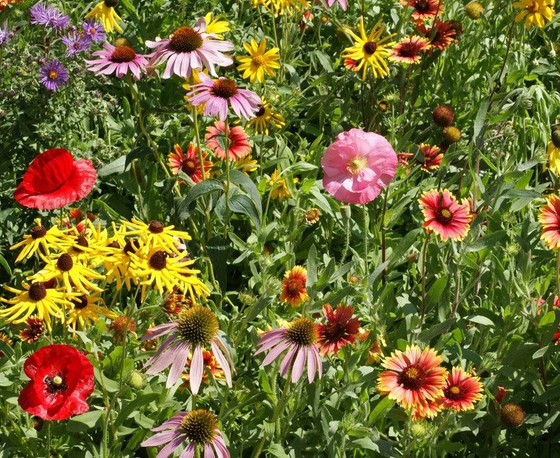 Midwest Wildflower Seed Mixture, Poppy, Primrose, Hyssop, Sunflower ...