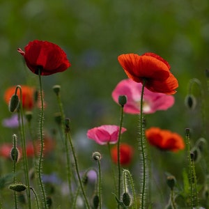 Mission Bells Poppy, Eschscholzia californica, Drought Tolerant, 20 Seeds