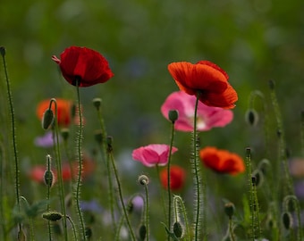 Mission Bells California Poppy Seeds: Ruffled Semi Double Flowers