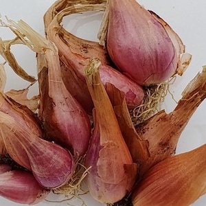 May include: A cluster of raw shallots with elongated, teardrop-shaped bulbs featuring papery, copper-colored outer skins and hints of purple-red flesh visible beneath the dry layers, accompanied by dried, light brown fibrous stems and roots.