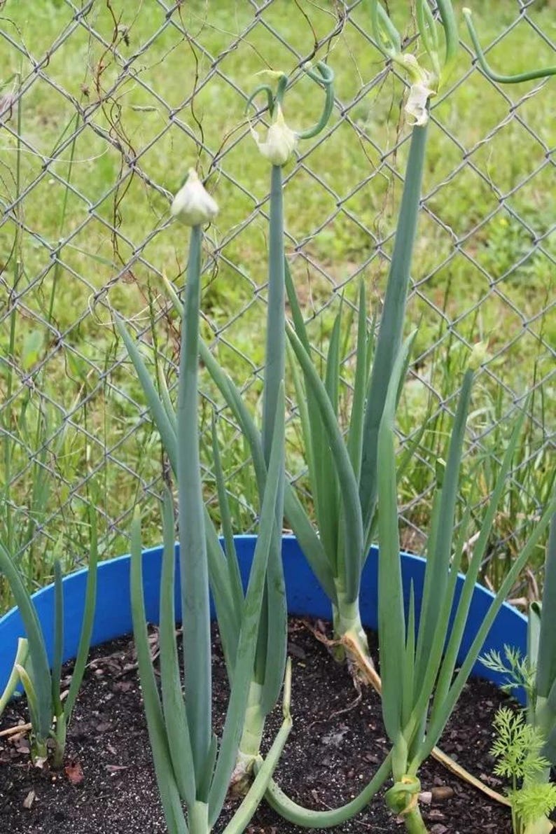 Egyptian Walking Onion Bulbils and Mature Bulbs - Thumbnail 3