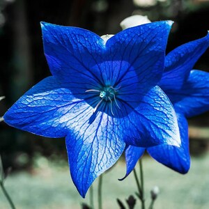 Peach Leaved Blue Bellflower, Campanula persicifolia, Heirloom, Perennial, 20 Seeds image 3