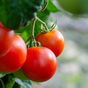 Vilma Micro Dwarf Tomato Plant - Indoor Winter Tomato - 10 Seeds