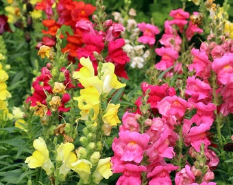 Mixed Snapdragon Seeds: Tetra Blend, Cut Flower (25 Seeds)