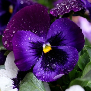 Berna Velvet Blue Pansy, Spring Flowers, Fragrant, 10 Seeds