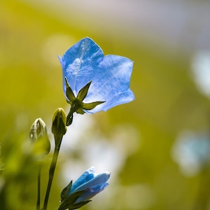 Peach Leaved Blue Bellflower, Campanula persicifolia, Heirloom, Perennial, 20 Seeds image 1