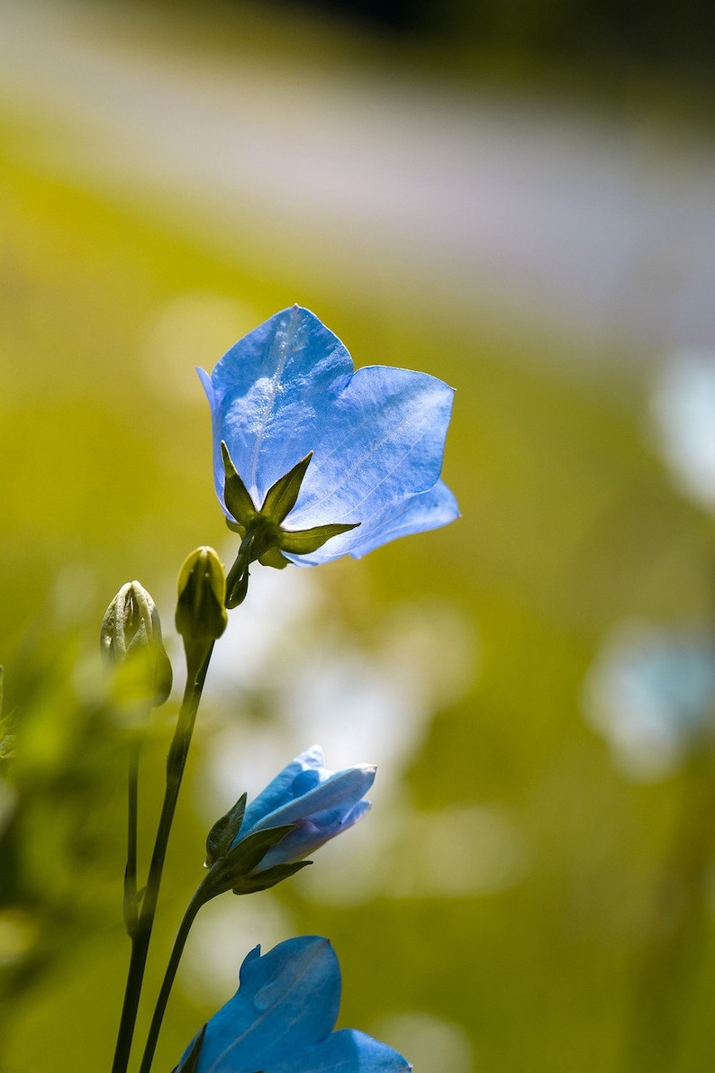 Peach Leaved Blue Bellflower, Campanula persicifolia, Heirloom, Perennial, 20 Seeds image 1