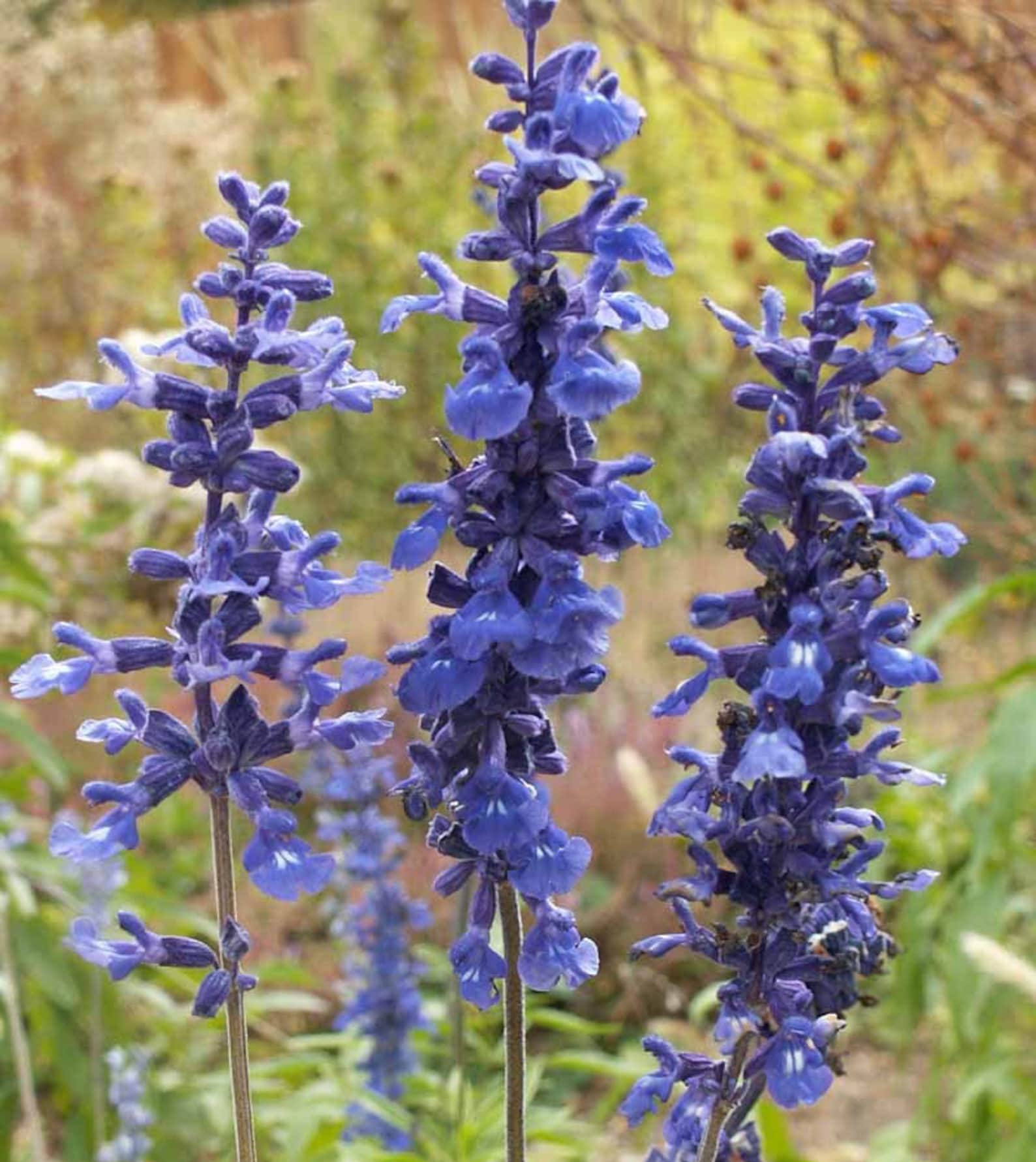 Blue Bedder Salvia Salvia Farinacea Fragrant Blue Spikes Etsy