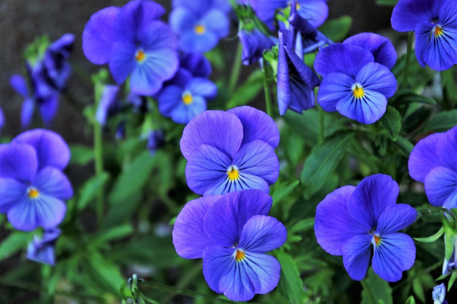 Celestial Blue Pansy Edible Blue Flowers Container Gardens Etsy