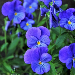 Celestial Blue Pansy, Edible Blue Flowers, Container Gardens, 10 Seeds