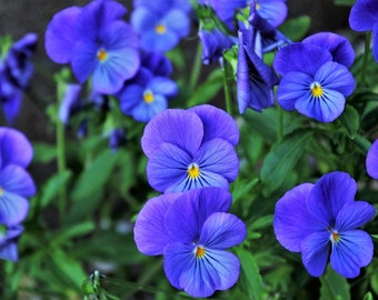 Celestial Blue Pansy, Edible Blue Flowers, Container Gardens, 10 Seeds