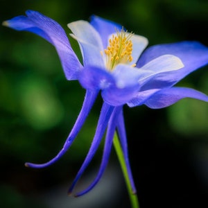 Rocky Mountain Blue Columbine Heirloom Seeds, Perennial Plant, Attract Hummingbirds to Your Garden, 10 Seeds
