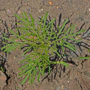 May include: A close-up of a green plant with delicate, fern-like leaves growing in dry, cracked soil.