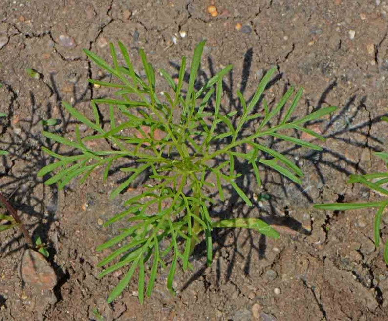 May include: A close-up of a green plant with delicate, fern-like leaves growing in dry, cracked soil.