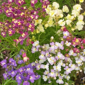 Fairy Bouquet Spurred Snapdragon Heirloom Seeds - Linaria maroccana, Blooms in Just 50 Days, 20 Seeds