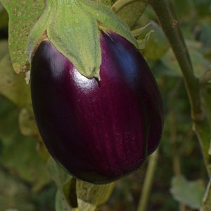 Black Beauty Eggplant, Heirloom, Non GMO, Fiber Vegetable, 20 Seeds